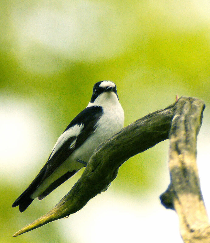 Collared Flycatcher male adult breeding, identification