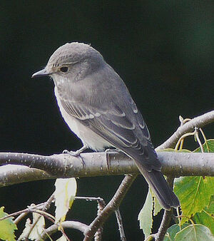 Spotted Flycatcher 
&copy; Gilbert Blaising