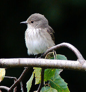 Spotted Flycatcher 
&copy; Gilbert Blaising