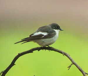 European Pied Flycatcher