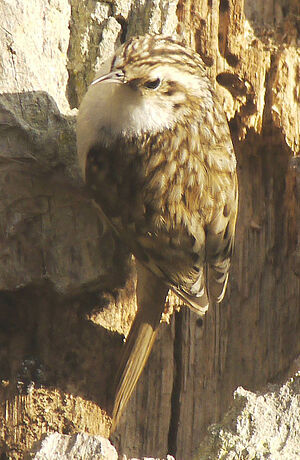 Eurasian Treecreeper