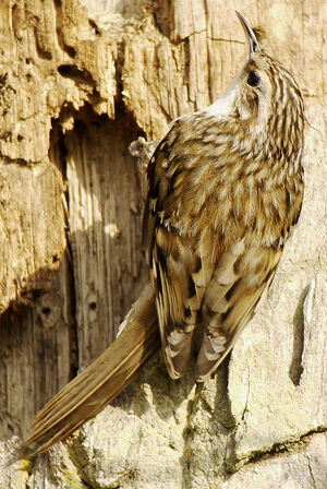Eurasian Treecreeper