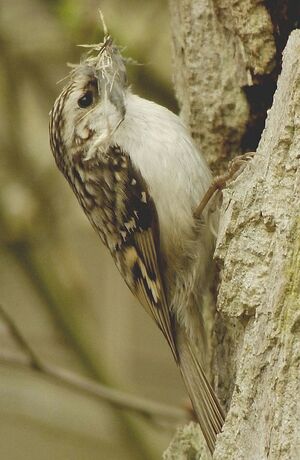 Eurasian Treecreeper