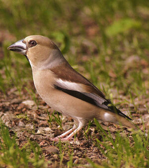 Hawfinch 
&copy; Gilbert Blaising