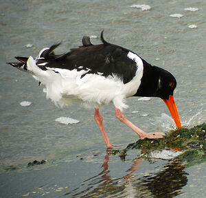 Eurasian Oystercatcher