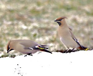 Bohemian Waxwing 
&copy; Gilbert Blaising