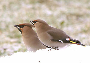Bohemian Waxwing 
&copy; Gilbert Blaising