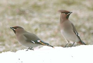 Bohemian Waxwing 
&copy; Gilbert Blaising