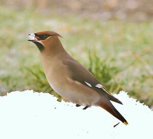 Bohemian Waxwing 
&copy; Gilbert Blaising