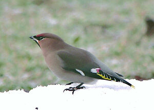 Bohemian Waxwing 
&copy; Gilbert Blaising