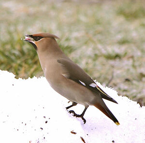 Bohemian Waxwing 
&copy; Gilbert Blaising