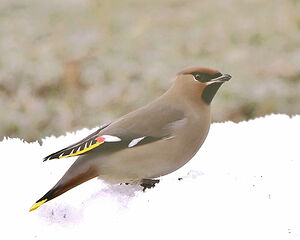 Bohemian Waxwing 
&copy; Gilbert Blaising