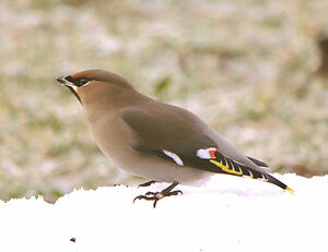 Bohemian Waxwing 
&copy; Gilbert Blaising