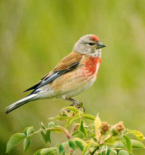 Linotte mélodieuse