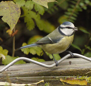 Eurasian Blue Tit