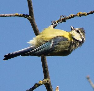 Eurasian Blue Tit 
&copy; Gilbert Blaising