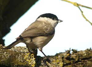 Marsh Tit