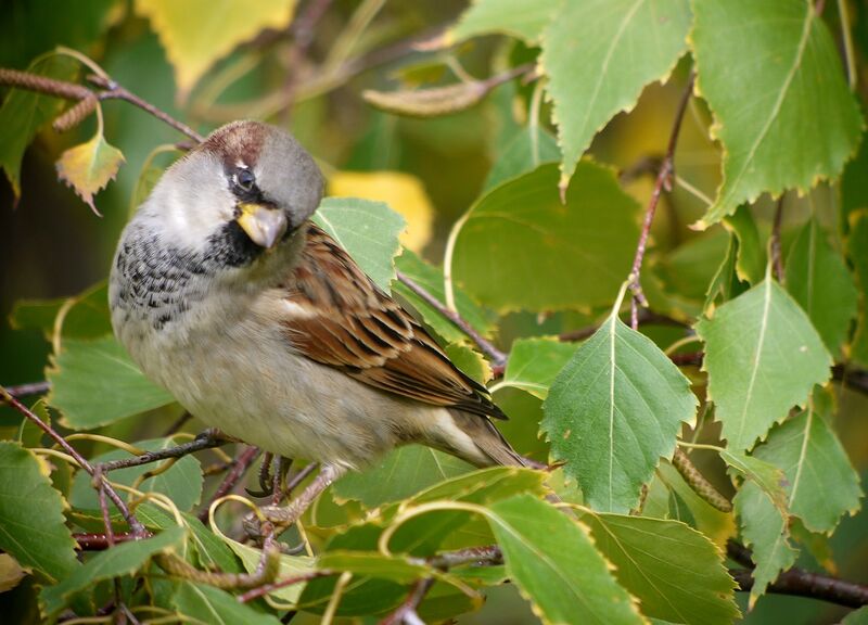 House Sparrow male subadult breeding, identification