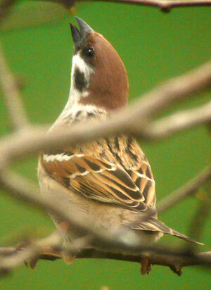 Moineau friquet 
&copy; Gilbert Blaising