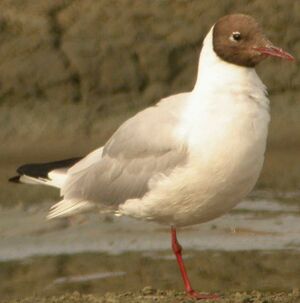 Mouette rieuse