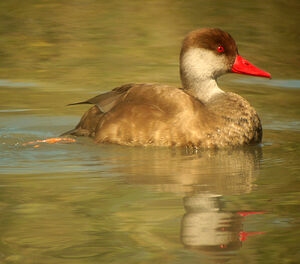 Nette rousse