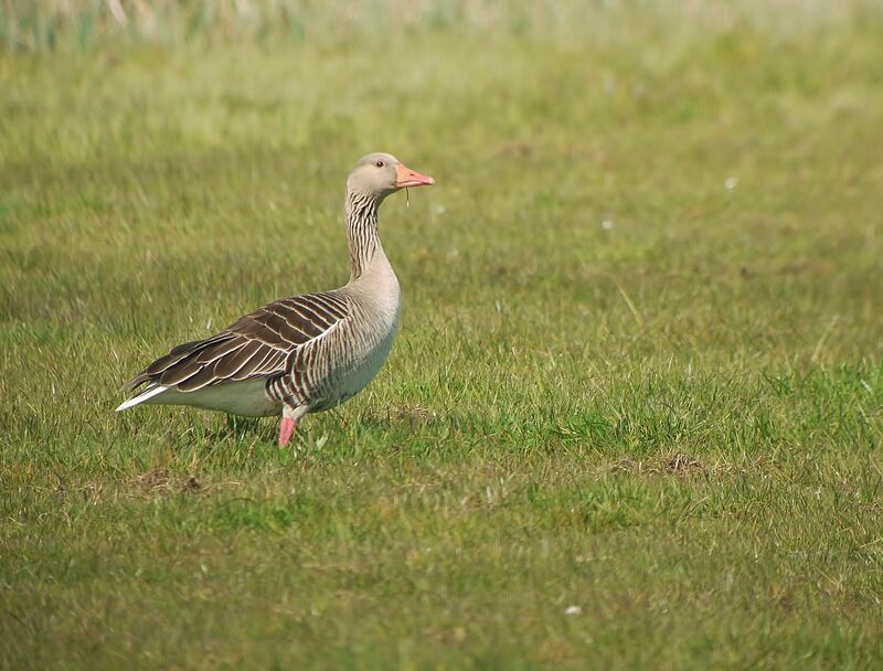 Greylag Goose male adult breeding, identification