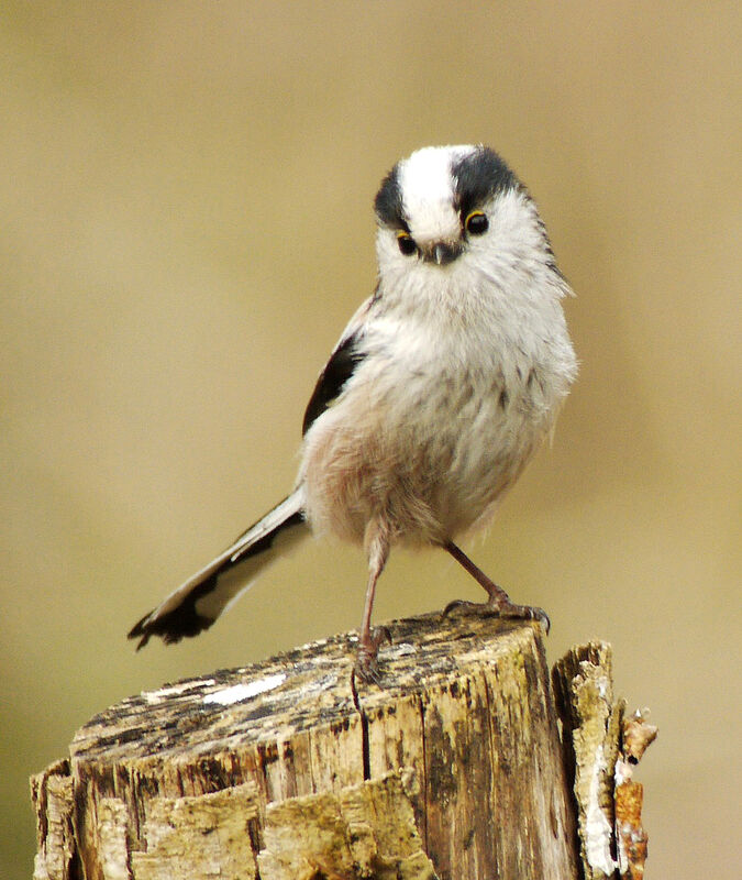 Long-tailed Tit male adult breeding, identification