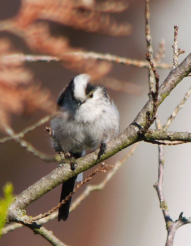 Long-tailed Tit male adult, identification