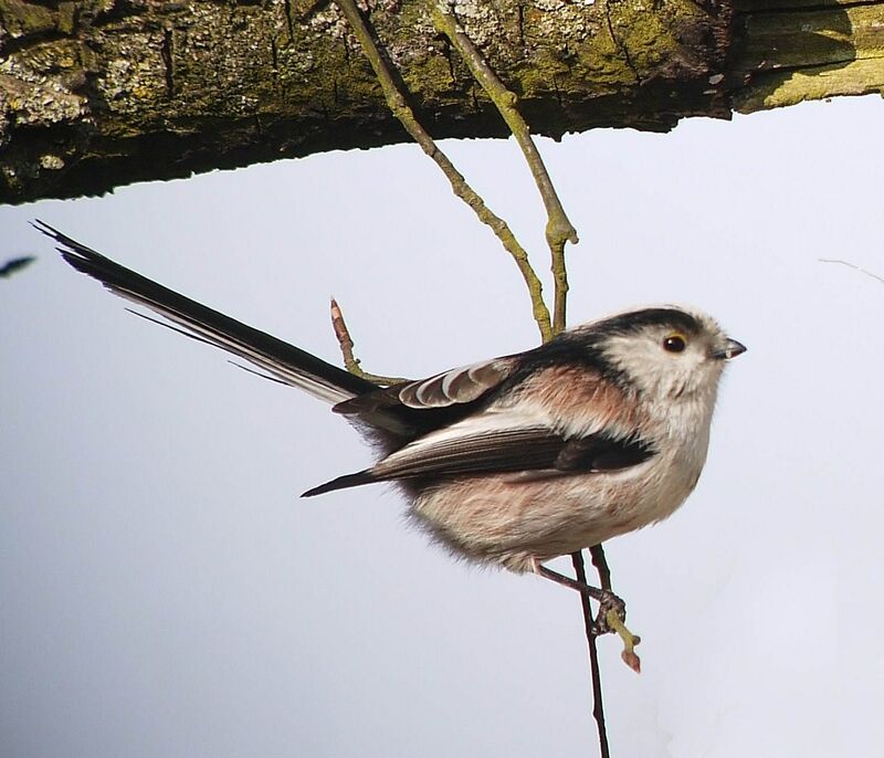 Long-tailed Tit male adult breeding, identification