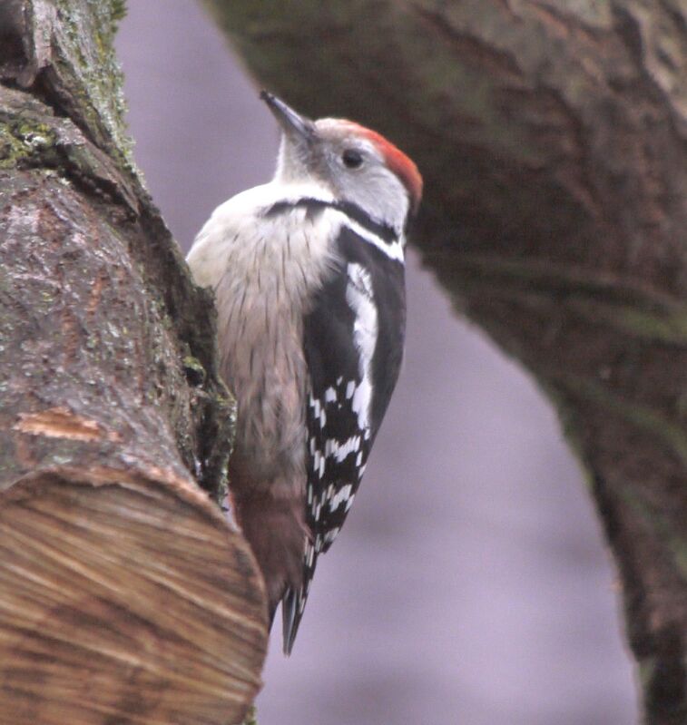 Middle Spotted Woodpeckeradult post breeding, identification