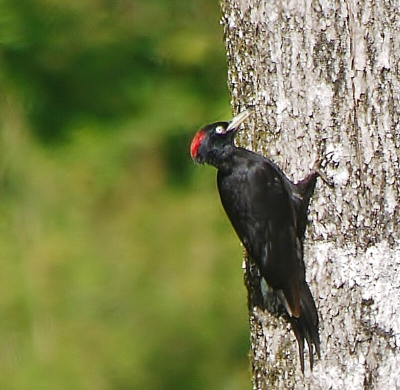 Black Woodpecker female adult breeding, identification