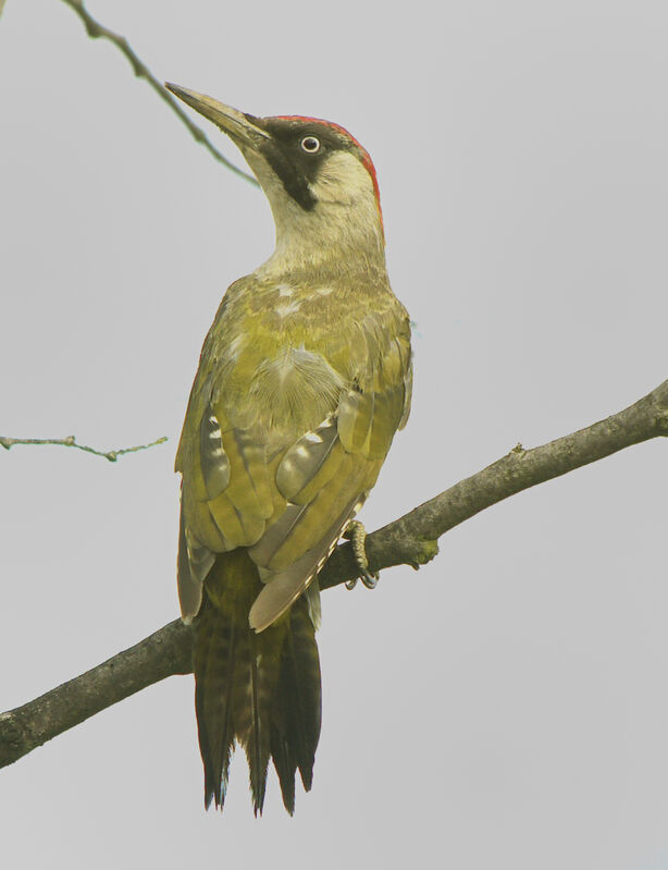 european green woodpecker