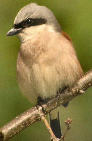 Red-backed Shrike 
&copy; Gilbert Blaising
