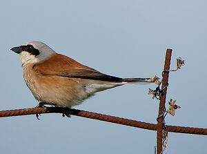 Red-backed Shrike 
&copy; Gilbert Blaising