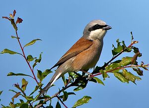 Red-backed Shrike 
&copy; Gilbert Blaising