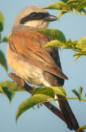 Red-backed Shrike 
&copy; Gilbert Blaising