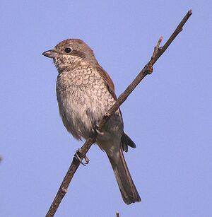 Red-backed Shrike 
&copy; Gilbert Blaising