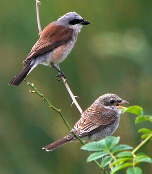 Red-backed Shrike 
&copy; Gilbert Blaising