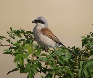 Pie-grièche écorcheur
