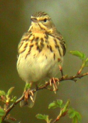 Pipit des arbres