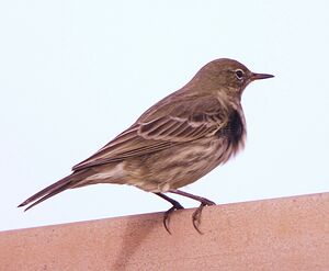 Pipit maritime
