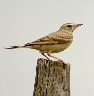 Pipit rousseline