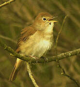 Common Nightingale