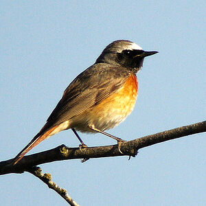 Common Redstart
