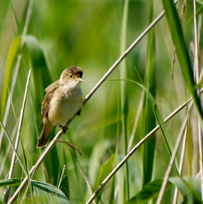 Common Reed Warbler male adult, identification