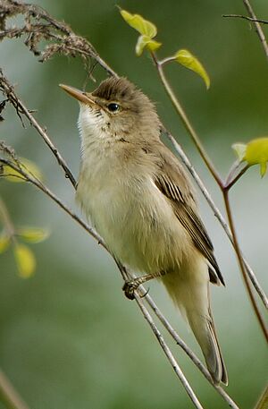 Marsh Warbler