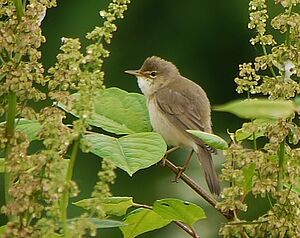 Marsh Warbler 
&copy; Gilbert Blaising