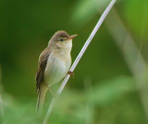 Marsh Warbler 
&copy; Gilbert Blaising