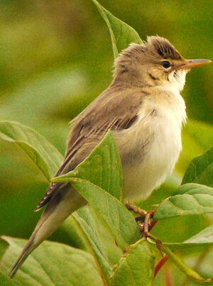 Marsh Warbler 
&copy; Gilbert Blaising
