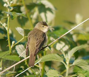Marsh Warbler 
&copy; Gilbert Blaising